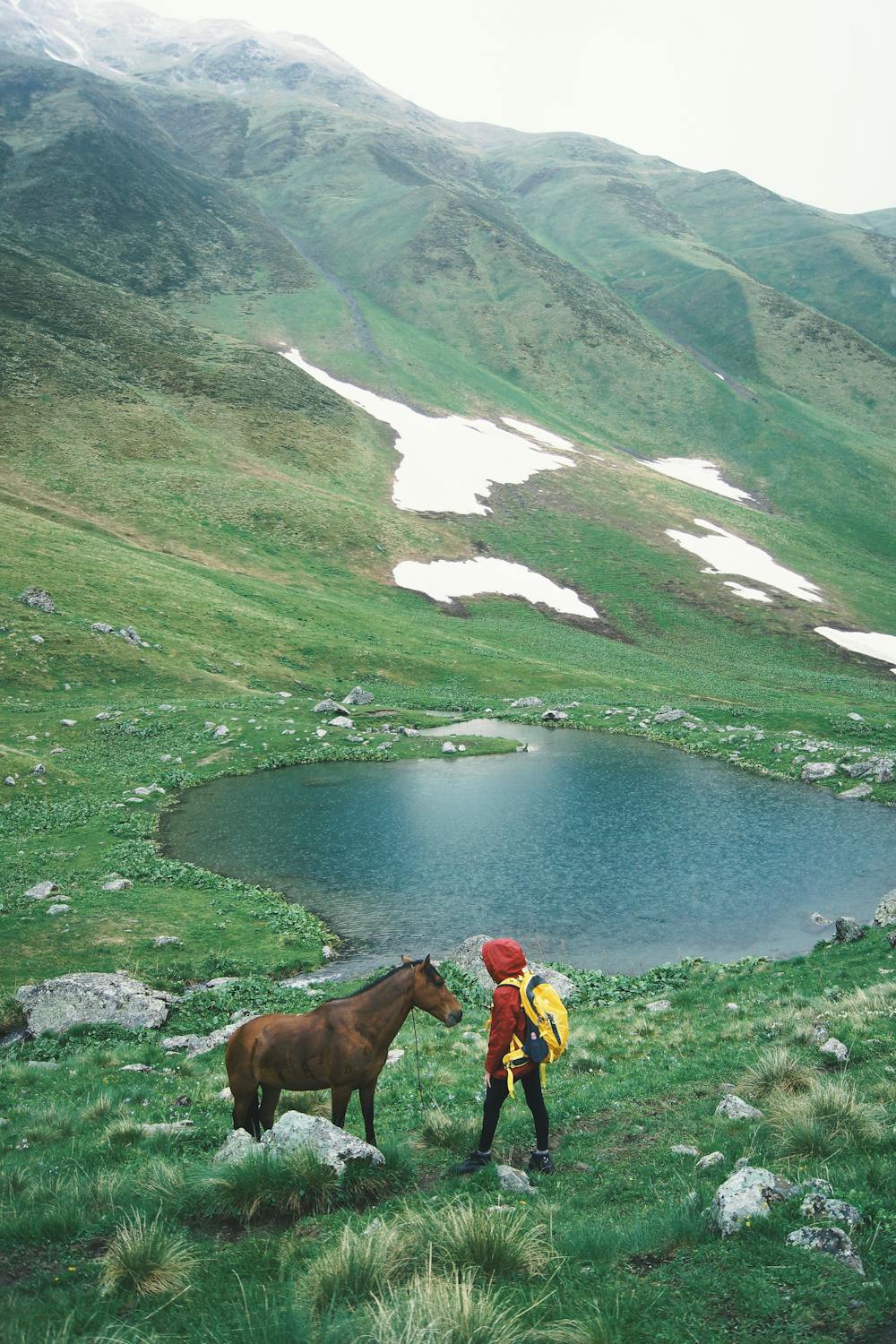 Residential programs — equine-assisted psychotherapy